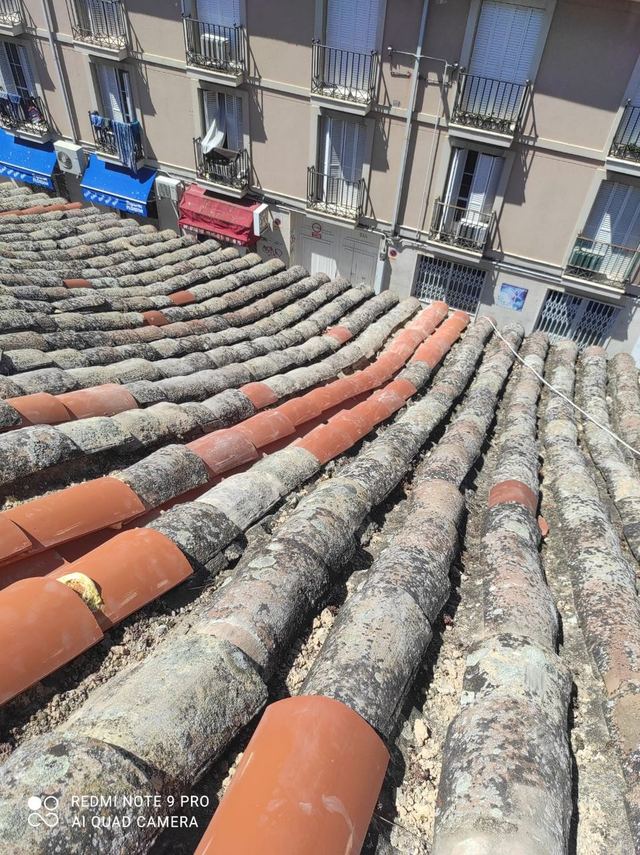Problemas con palomas — trabajo de Canalones Sierra